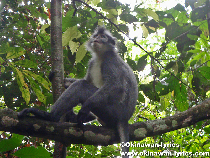 Thomas's Leaf Monkey@グヌンレイセル国立公園(Gunung Leuser National park)