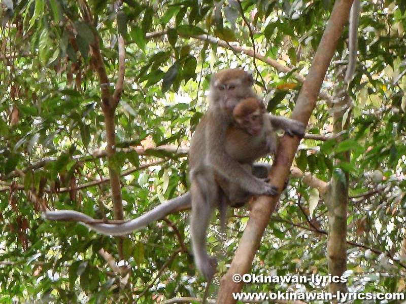 Long-tailed Macaque@グヌンレイセル国立公園(Gunung Leuser National park)