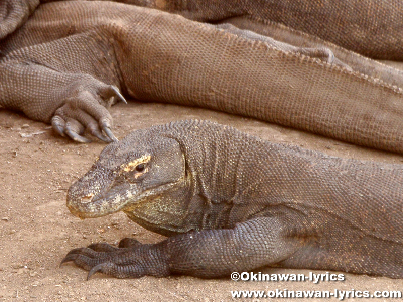 コモドオオトカゲ(Komodo dragon)@リンチャ島(Rinca island)
