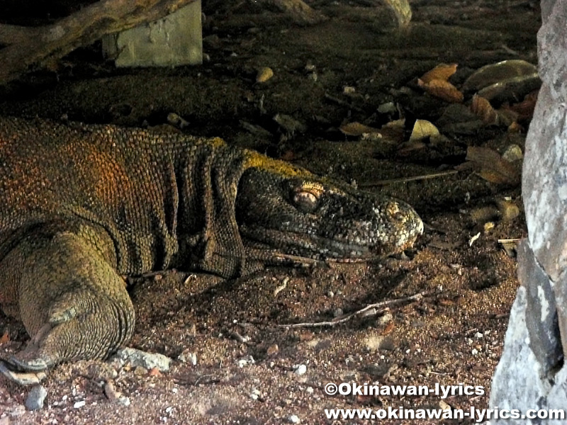 コモドオオトカゲ(Komodo dragon)@コモド島(Komodo island)