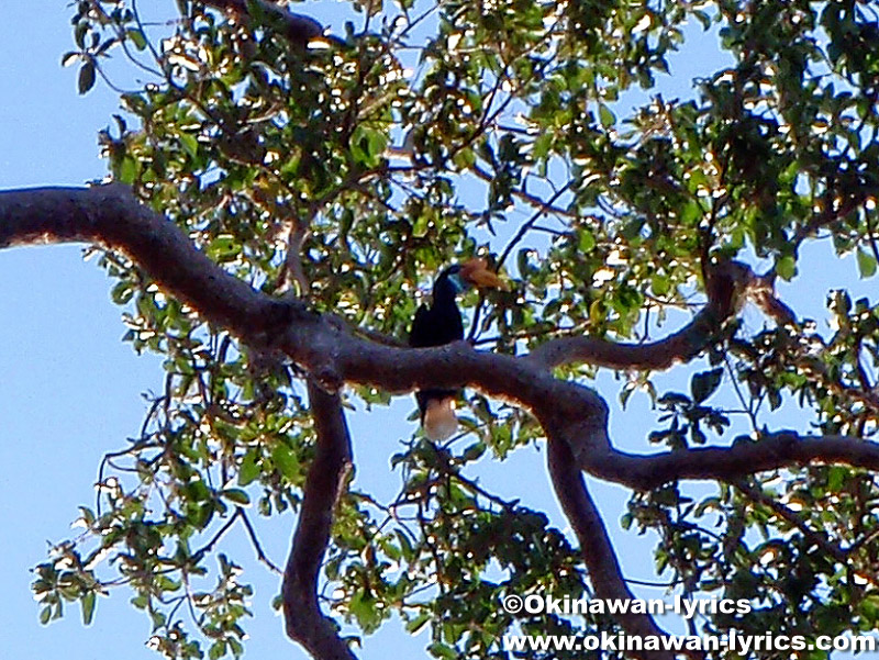 サイチョウ(hornbill)@タンココ自然保護区(Tangkoko Nature Reserve)