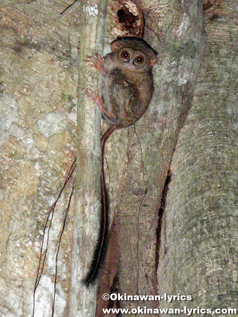 メガネザル(Tarsius)@タンココ自然保護区(Tangkoko Nature Reserve)