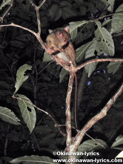 メガネザル(Tarsius)@タンココ自然保護区(Tangkoko Nature Reserve)