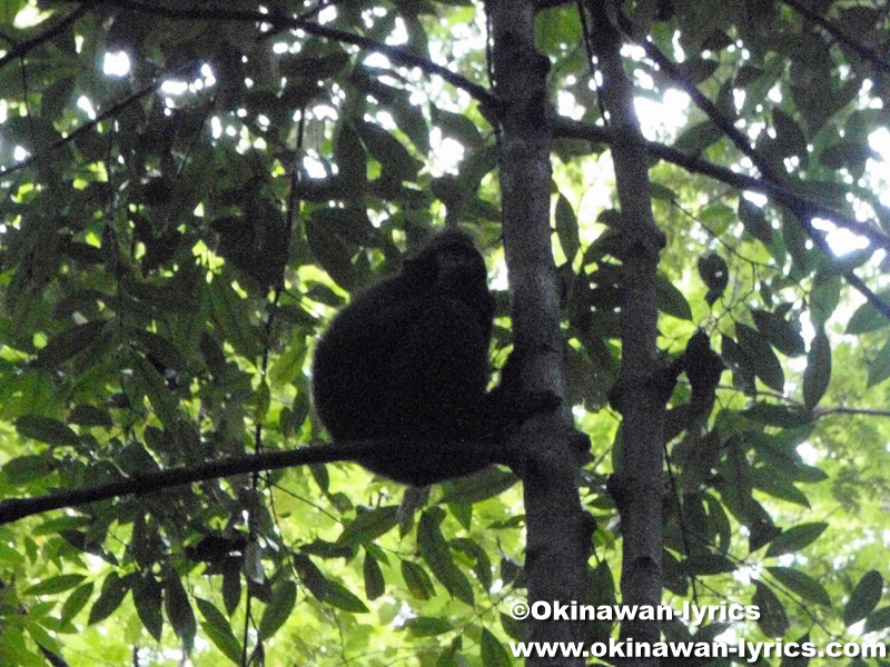 クロザル(Macaca)@タンココ自然保護区(Tangkoko Nature Reserve)