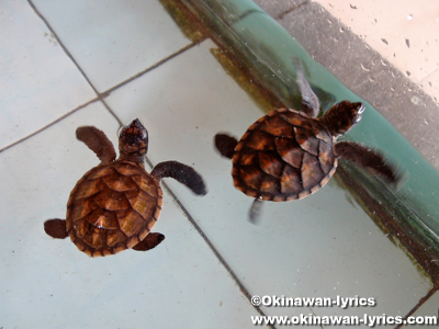 Turtle Conservation@ギリトラワンガン(Gili Trawangan)