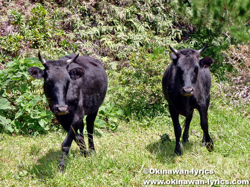 野生の和牛原種@口之島, トカラ列島