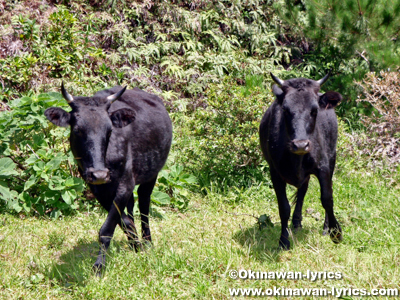 野生の和牛原種@口之島, トカラ列島
