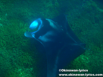 マンタとシュノーケル(snorkeling with manta ray)@ヤップ島(Yap island)