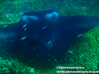 マンタとシュノーケル(snorkeling with manta ray)@ヤップ島(Yap island)