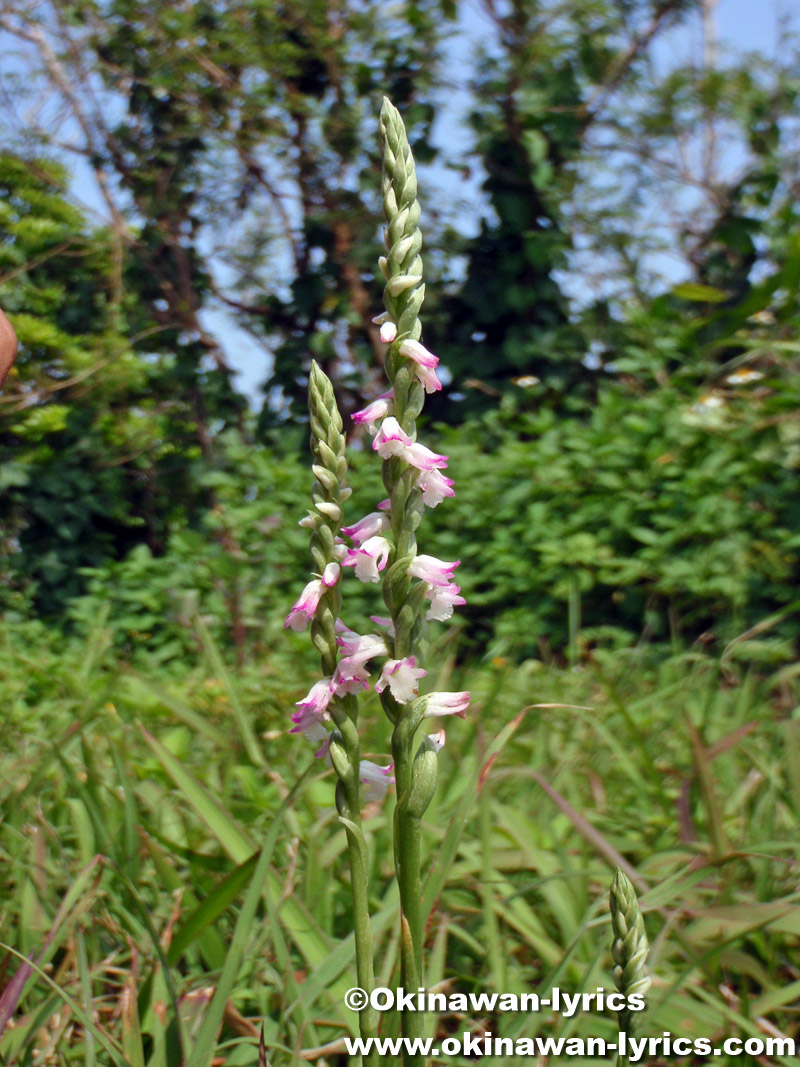ナンゴクネジバナ(Spiranthes sinensis)