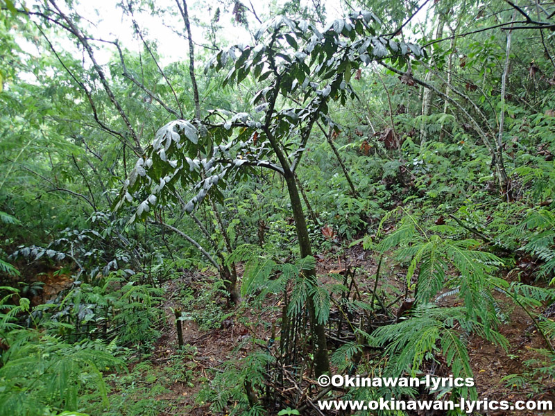 ショクダイオオコンニャクの木