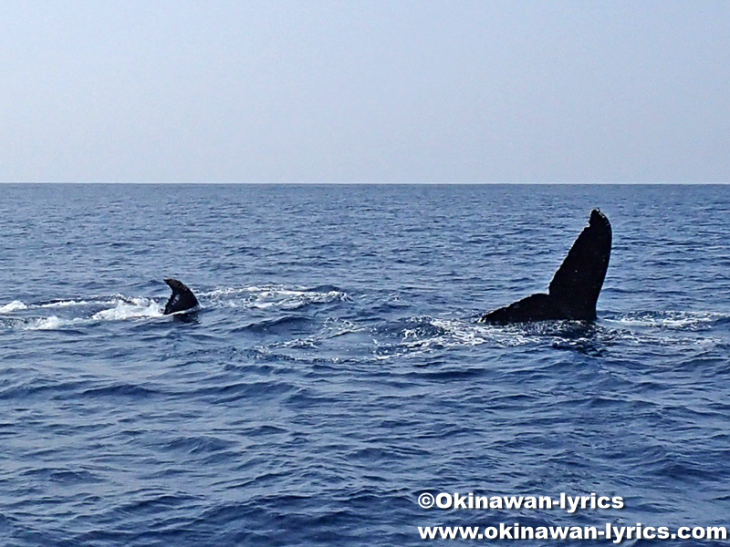 ホエールウォッチング(クジラの親子)@座間味島近海