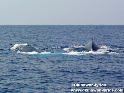 ホエールウォッチング(クジラの親子)@座間味島近海