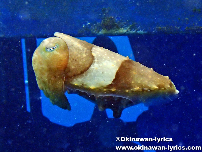 シュノーケル, コブシメ(reef cuttlefish)@西表島