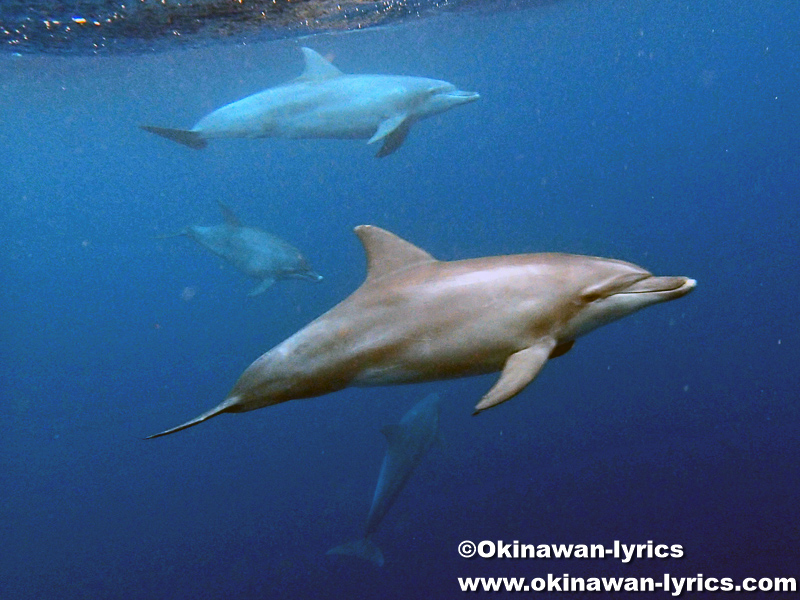 御蔵島でドルフィンスイミング(dolphin-swimming around Mikura island)