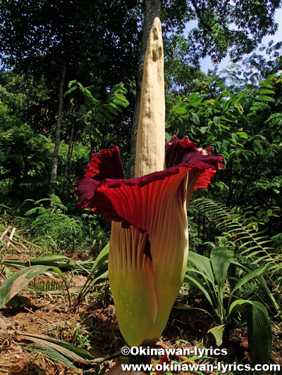 ショクダイオオコンニャク（Amorphophallus titanum）の花