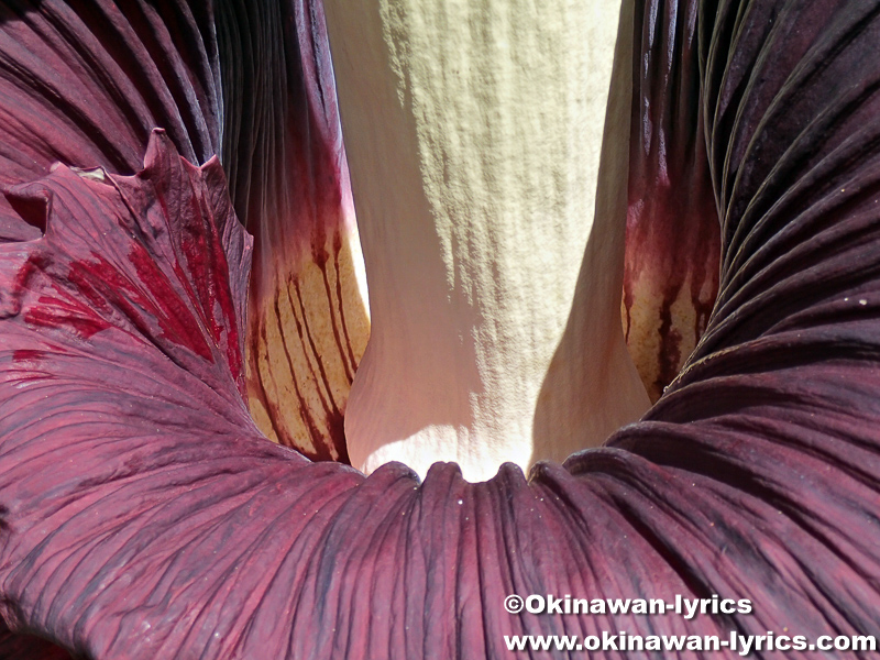 ショクダイオオコンニャク（Amorphophallus titanum）の花