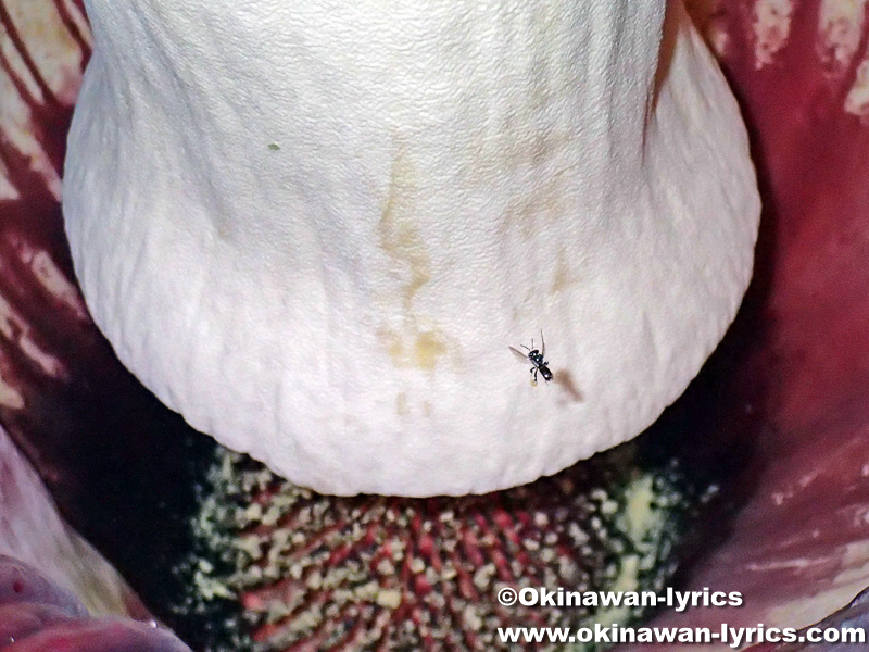 ショクダイオオコンニャクの花の中に入るハチ