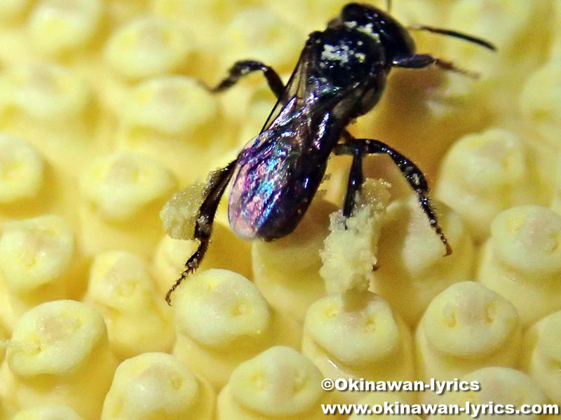 ショクダイオオコンニャクの花粉を集めるハチ