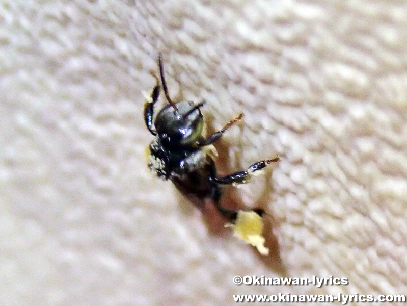 ショクダイオオコンニャクの花粉を付けたハチ