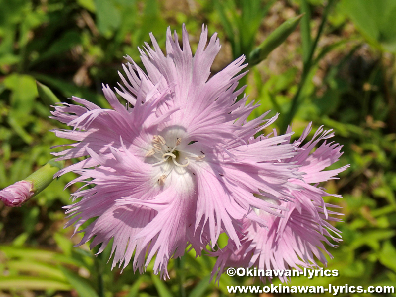 カワラナデシコ(Dianthus superbus)@渡名喜島