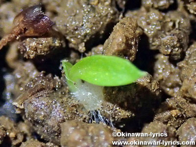 オキナワチドリの実生(seedling of Amitostigma lepidum)
