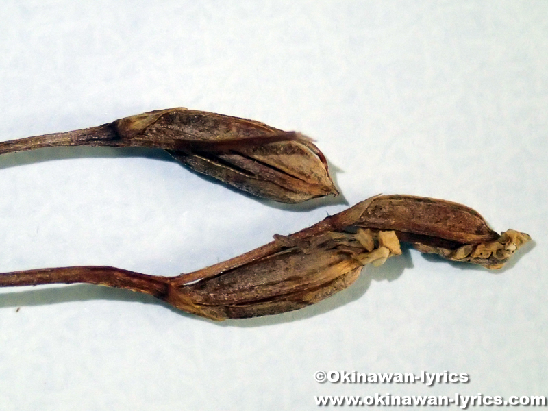 オキナワチドリの果実(seeds of Amitostigma lepidum)