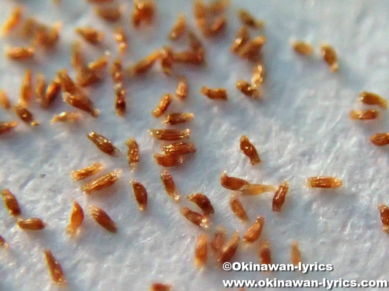 ニラバランの種子(seeds of Microtis unifolia)
