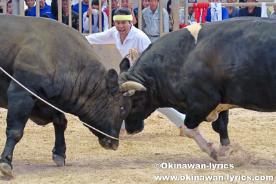 うるま祭り闘牛大会