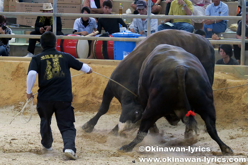 第9回うるま祭り闘牛大会