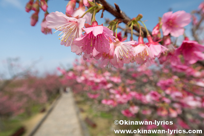 今帰仁城跡 第8回桜まつり 南の島旅