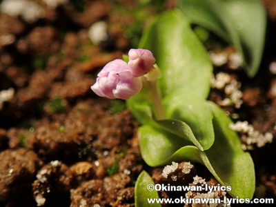 実生2年目のオキナワチドリが開花(Blooming of the two-year-old seedlings of Amitostigma lepidum)