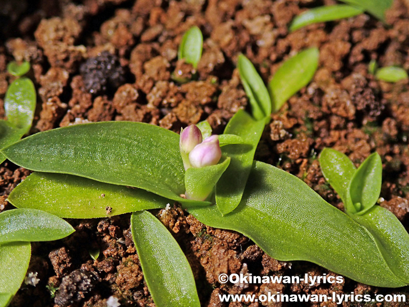 実生2年目のオキナワチドリが開花(Blooming of the two-year-old seedlings of Amitostigma lepidum)