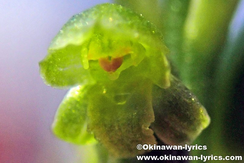 実生2年目のニラバランが開花(Blooming of the two-year-old seedlings of Microtis unifolia)