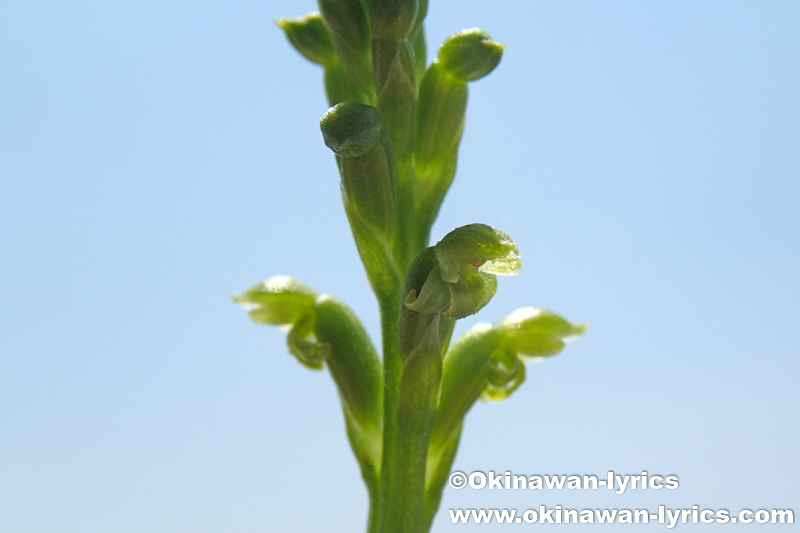 ニラバラン(Microtis unifolia)