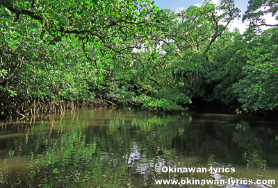 カヤック@Mother Snake’s mangrove channels、コスラエ(ミクロネシア連邦)