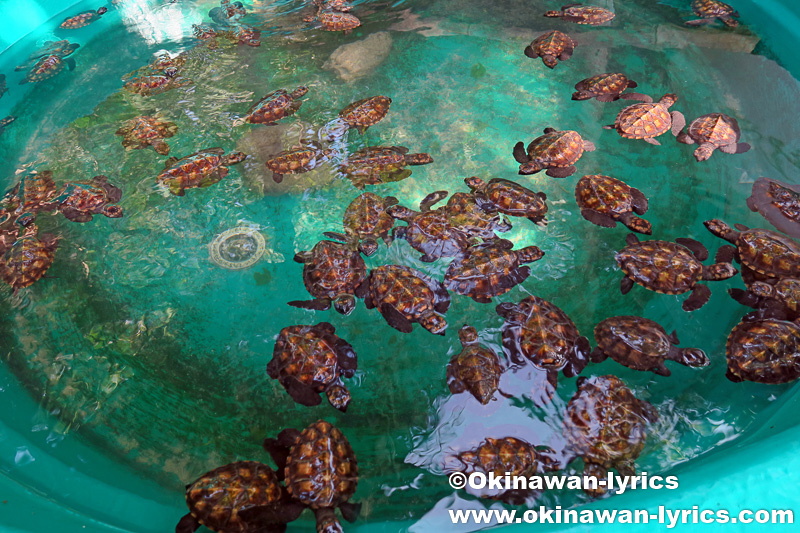 Hawksbill Turtle Rookery@モソ島(Moso island),バヌアツ