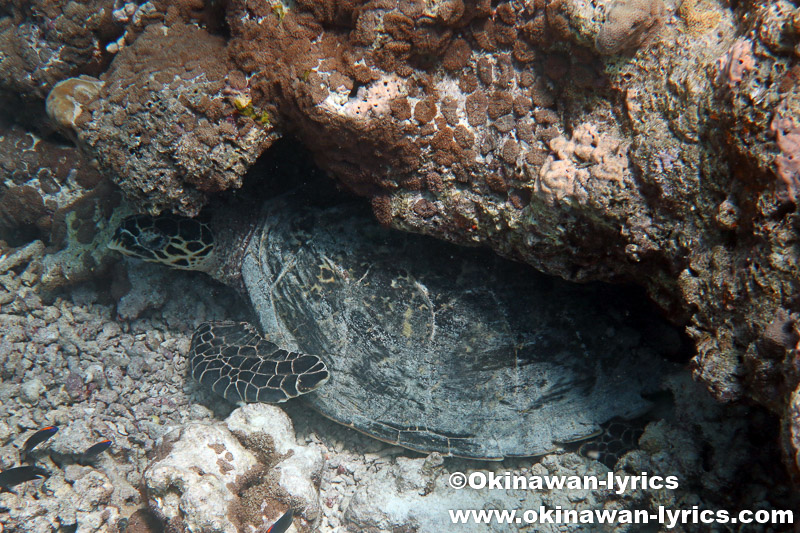 Turtle Reefのウミガメ@ドンファヌ島