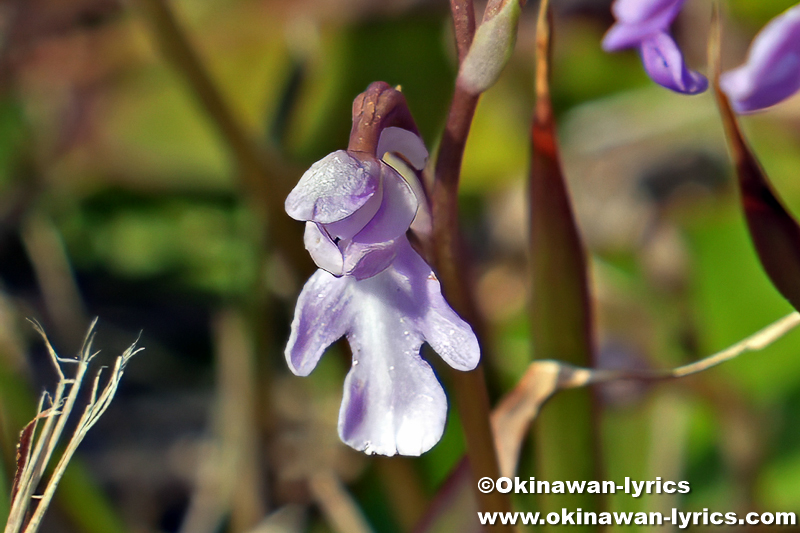 オキナワチドリ(Amitostigma lepidum)