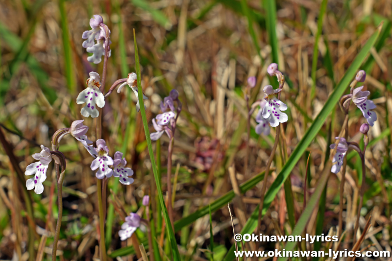 オキナワチドリ(Amitostigma lepidum)