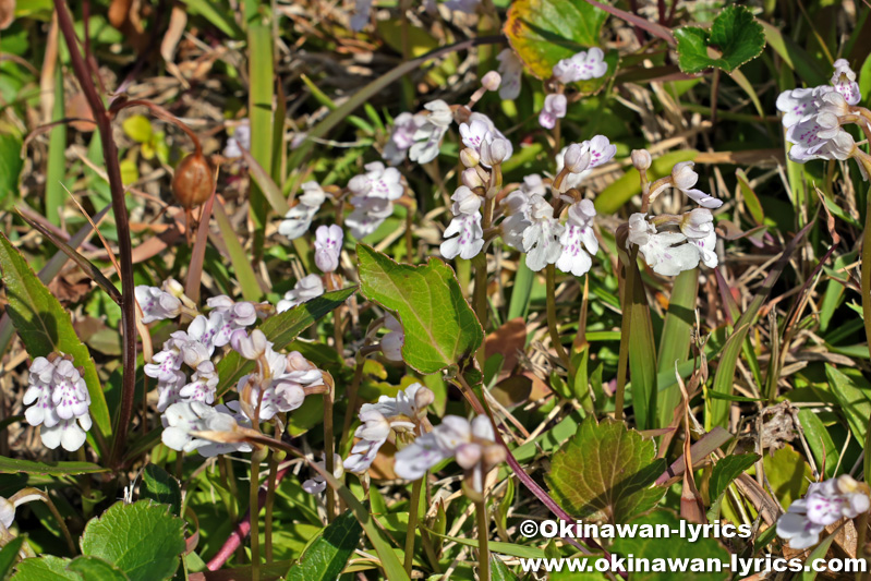 オキナワチドリ(Amitostigma lepidum)