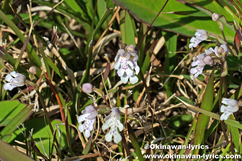 オキナワチドリ(Amitostigma lepidum)