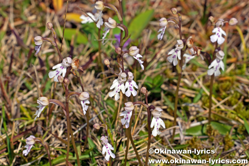 オキナワチドリ(Amitostigma lepidum)