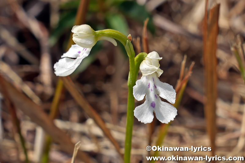 オキナワチドリ(Amitostigma lepidum)