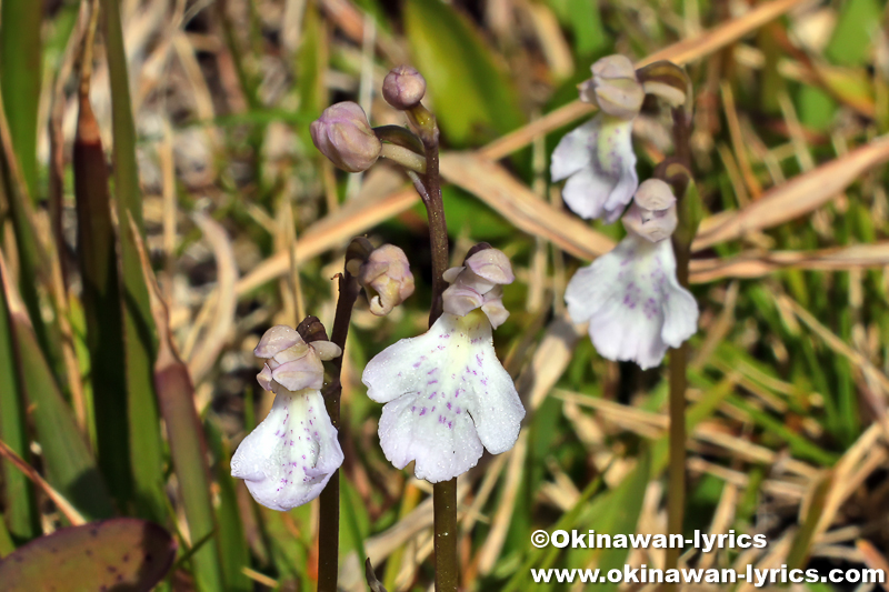 オキナワチドリ(Amitostigma lepidum)