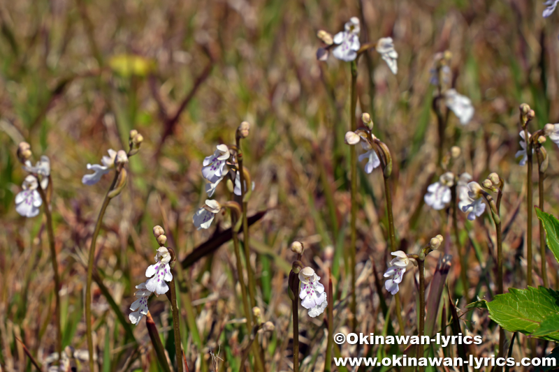 オキナワチドリ(Amitostigma lepidum)