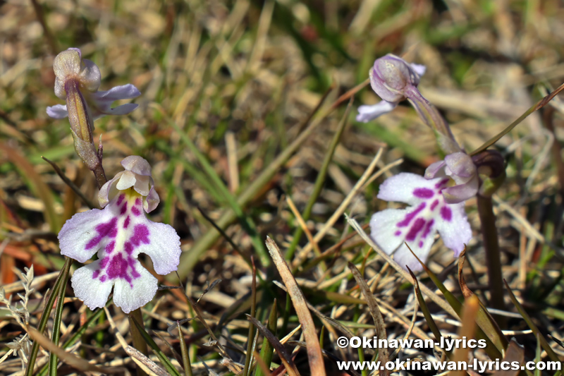 オキナワチドリ(Amitostigma lepidum)