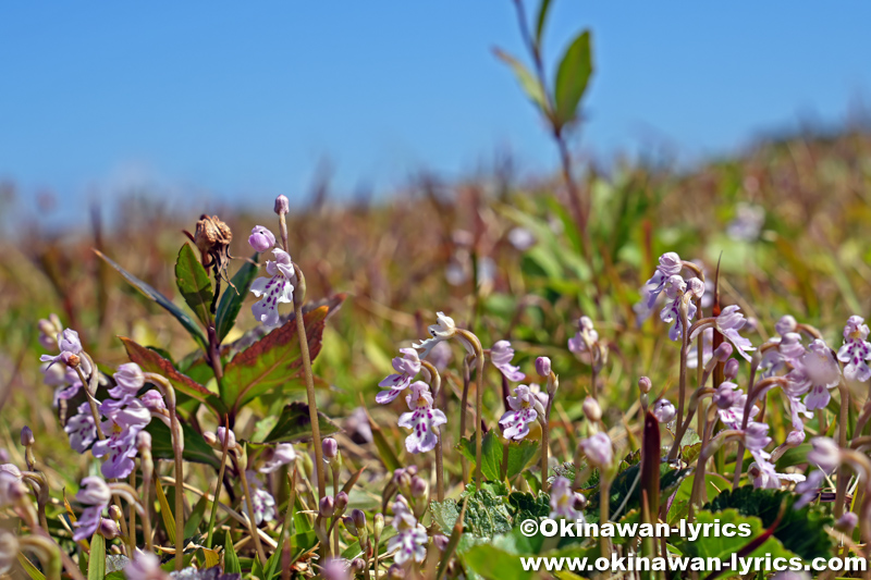 オキナワチドリ(Amitostigma lepidum)