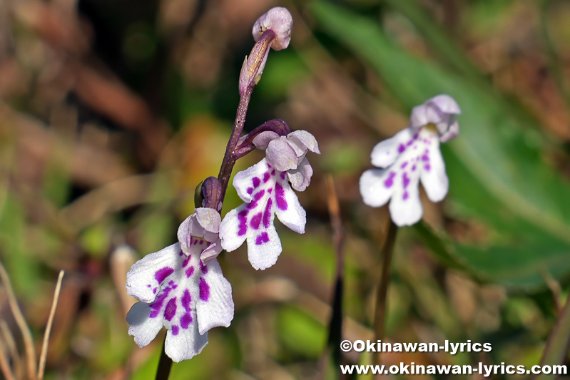 オキナワチドリ(Amitostigma lepidum)