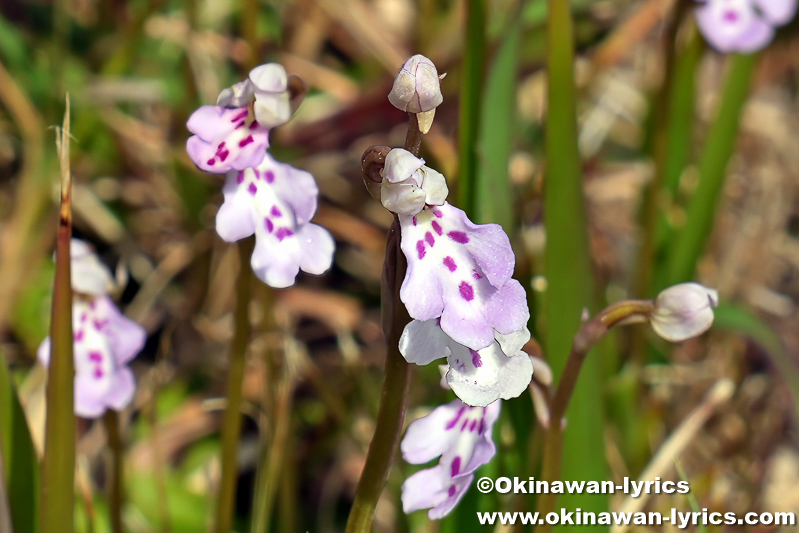 オキナワチドリ(Amitostigma lepidum)